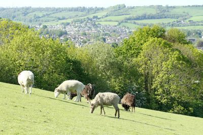 Sheep grazing at Bath City Farm shutterstock_687574024.jpg