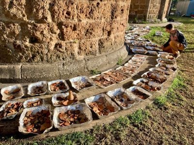Ceramic and zooarchaeological remains are dried in the sun in containers next to the old walls of the ancient town of Falerii Novi.
